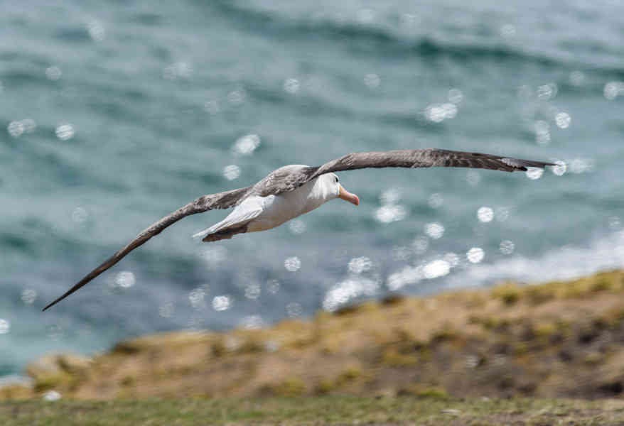 Albatros de Ceja Negra - islas Falkland o Malvinas  11.jpg